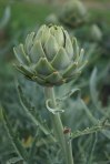 Yup, it's an Artichoke!