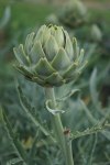 Yup, it's an Artichoke!